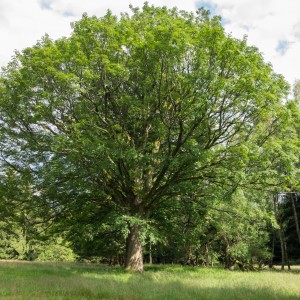 Саженец клёна Явор (от 150 см)