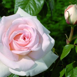 Саженцы штамбовой розы (3 шт. ) Роза Александр Пушкин