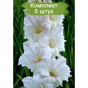 Луковицы гладиолуса Лебединое Озеро -  комплект 5 шт.