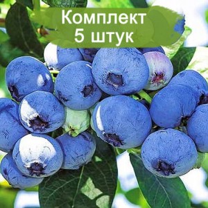 Саженцы голубики Латеблю (Latiblue) -  комплект 5 шт.