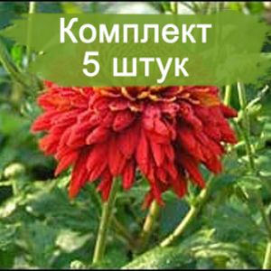 Саженцы крупноцветковой красно-малиновой хризантемы Валентина Терешкова -  комплект 5 шт.