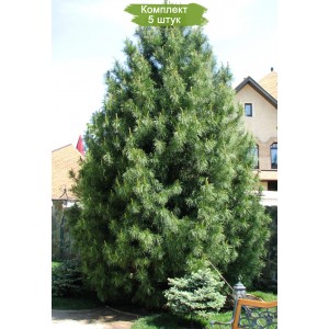 Саженцы кедра Корейского  60-100 см -  комплект 5 шт.