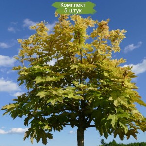 Саженцы клёна Явор (60-100 см) -  комплект 5 шт.