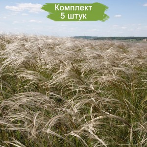 Саженцы ковыли Байкальской -  комплект 5 шт.