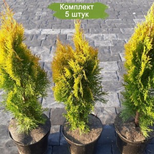Саженцы Туи Смарагд до 20 см -  комплект 5 шт.