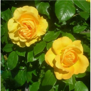 Саженец чайно-гибридной розы Желтый остров