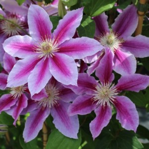 Саженец клематиса Доктор Рупель (Dr. Ruppel)