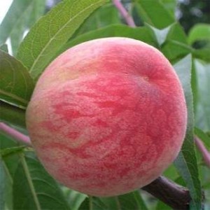 Саженец персика Посол Мира