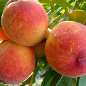 Саженец персика Редхейвен  (Redhaven)