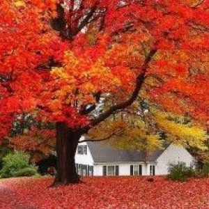 Саженец клёна краснолистого до 2 метров