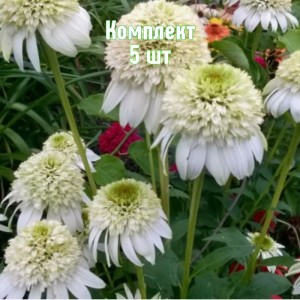 Комплект 5шт / Эхинацея Милкшейк