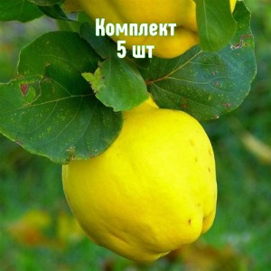 Комплект 5шт / Айва грушевидная Урожайная Кубанская